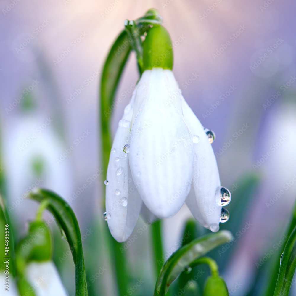 White snowdrops flower in sunny garden . Easter background. White snowdrops flower in sunny garden . Easter background.