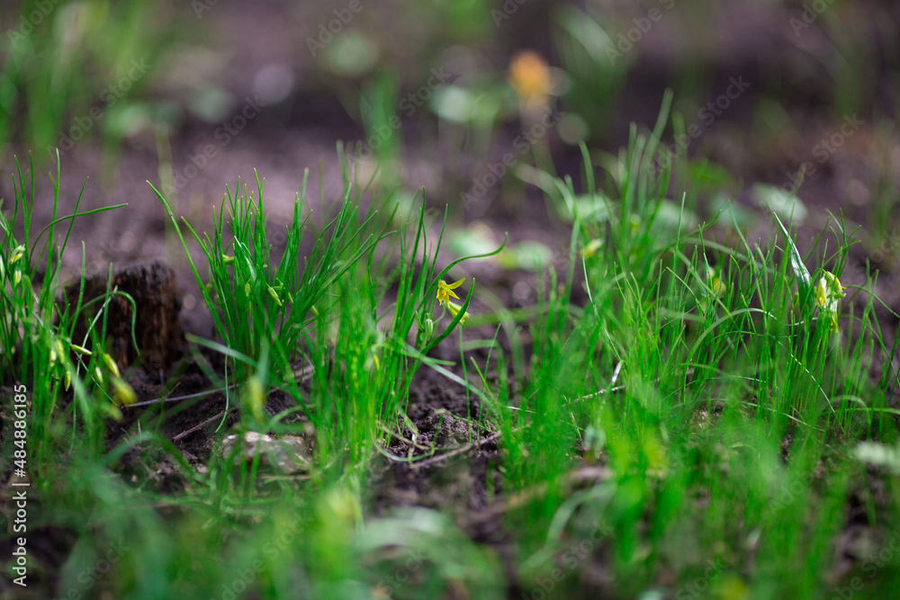 grass on the ground grass on the ground