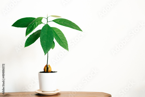 a young avocado plant in a white pot on a wooden table against a white wall