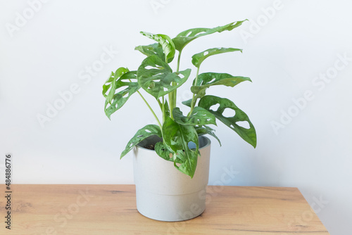 Monstera Acuminata, Monstera Adansonii, Monstera Obliqua, Monkey leafin a gray pot stands on a table, a shelf on a gray background