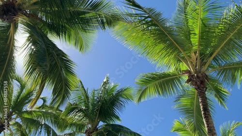 Wallpaper Mural Banana and coconut palms are a symbol of the Dominican Republic and an important food product. Dominican Republic. Torontodigital.ca
