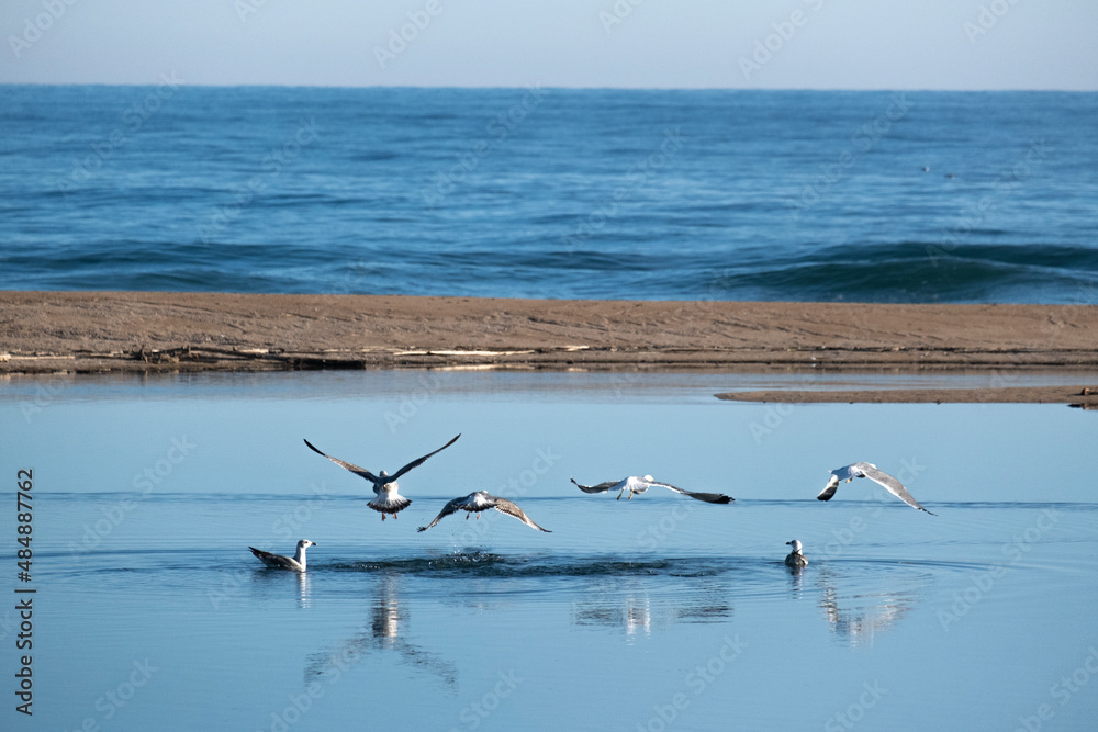Foto de pájaros en un delta