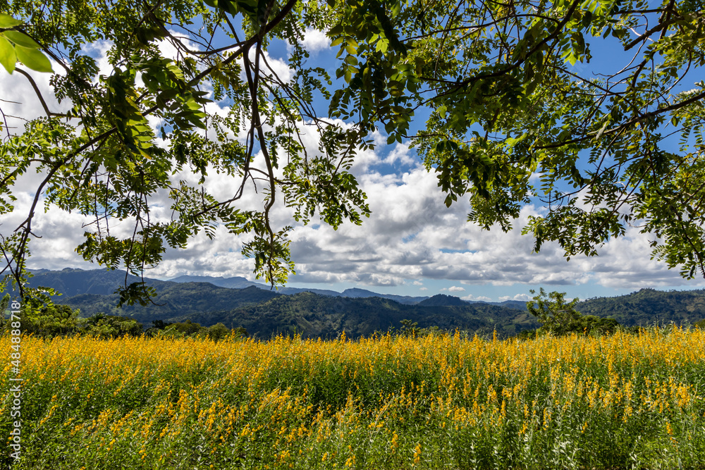 Obraz premium mountain view between trees, dominican republic 