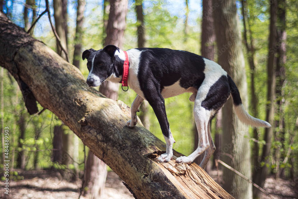 Dog climbing on a tree long. Black and white young doggy standing on a withered deciduous trunk in a forest. Selective focus on the details, blurred background.