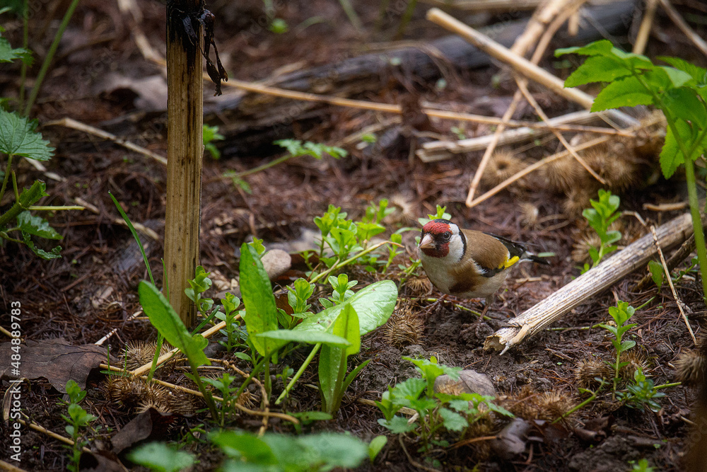 Goldfinch