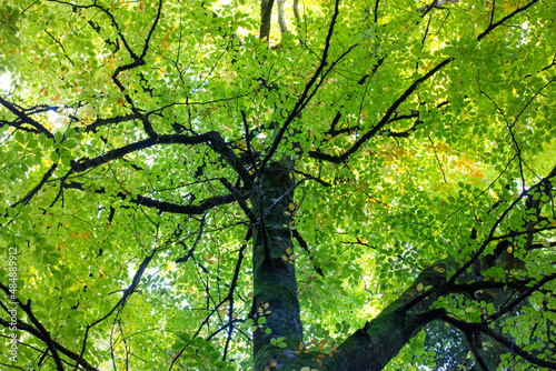 Φωτογραφία Bottom view of branchy tree with fresh young green foliage on the branches