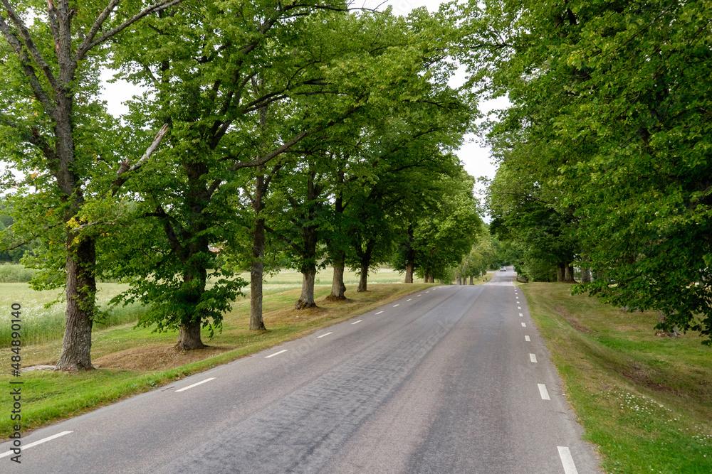 road in the woods