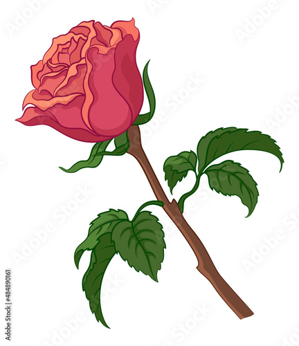 Flower Rose with Green Leaves and Red Petals Isolated on White Background. Vector