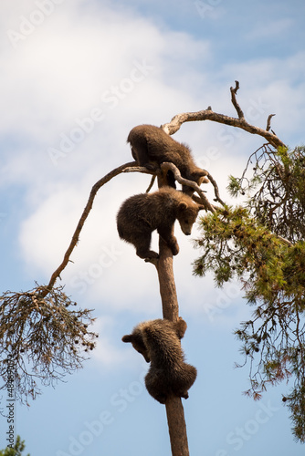 bear cubs in tree
