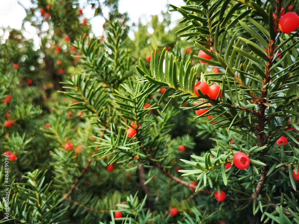 Obraz premium berries on a coniferous tree