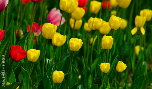 yellow tulips in the flowerbed field