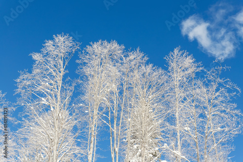 Scenic view of many birch trees covered by fresh hoar frost snow mountain forest against clear blue sky bright cold sunny winter day. Natural woods cold weather wallpaper background. Nature panorama