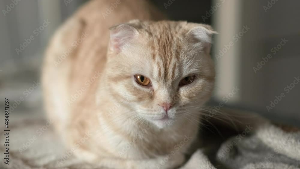 Noble proud ginger tabby young cat breed Scottish Fold lying on a couch. Selective focus Noble proud ginger tabby young cat breed Scottish Fold lying on a couch. Selective focus