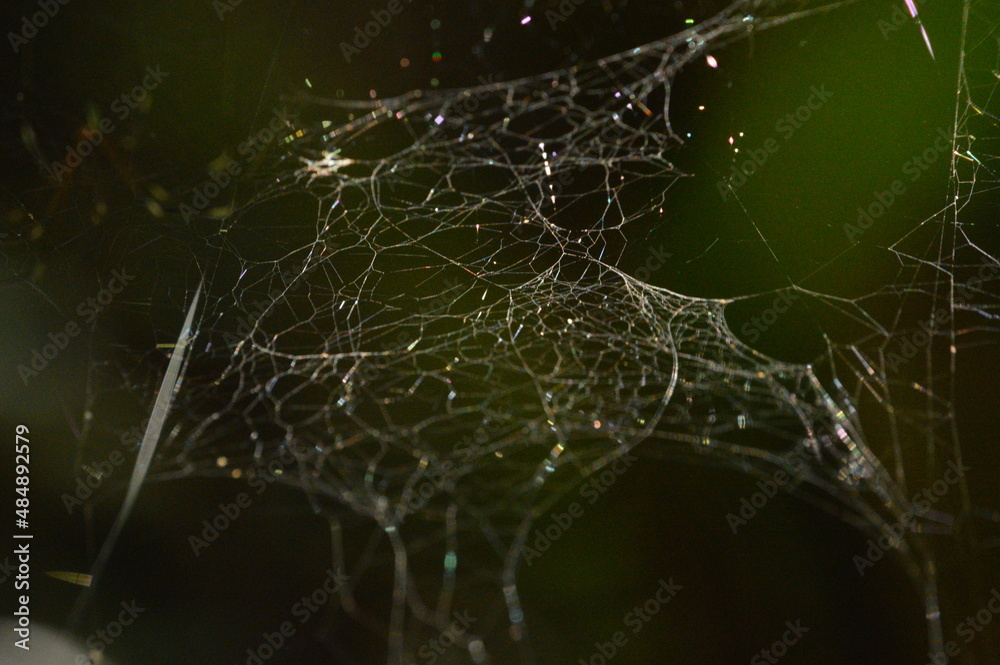 Tropical Nature Tropical Nature