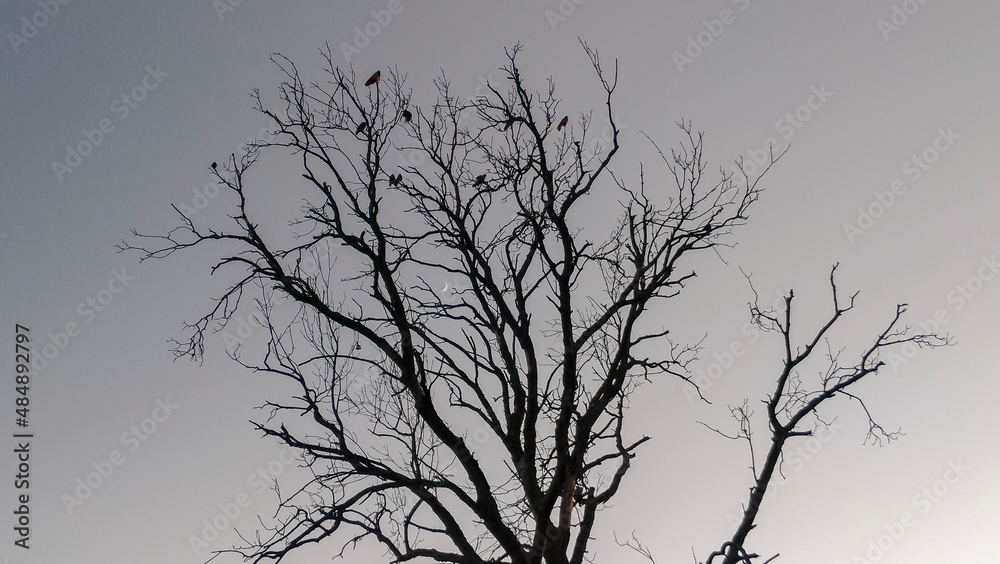 Black crows on a dry tree against the background of a clear blue sky Black crows on a dry tree against the background of a clear blue sky
