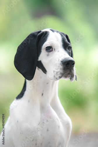 Close up portrait of head black white spotted cute english pointer puppy dog on the light green background