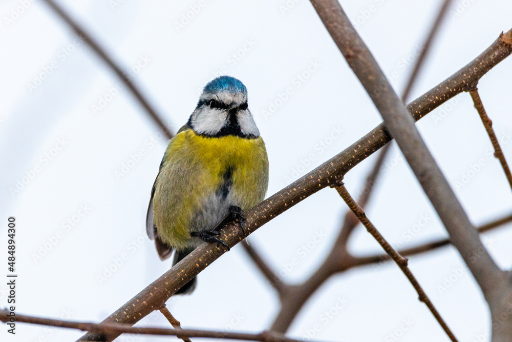 Fototapeta premium Eurasian Blue Tit perched on a tree branch