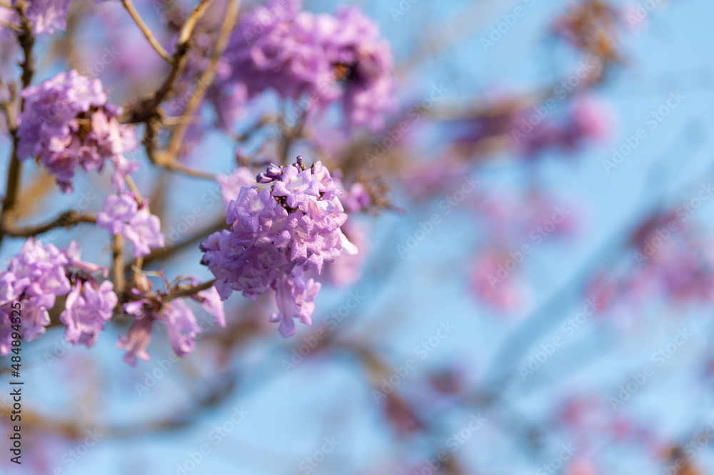 Beautiful Jacaranda obtusifolia flowers