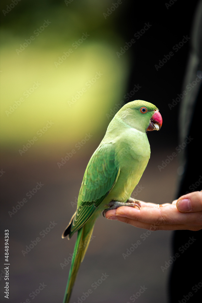 Colorfull Parrot eating nuts from human hand, Macaw Bird in park