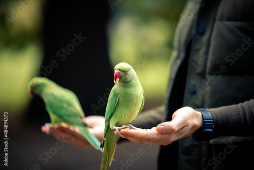 Colorfull Parrot eating nuts from human hand, Macaw Bird in park