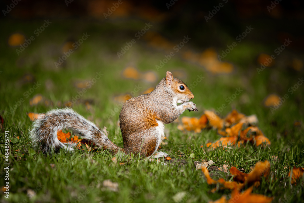Fototapeta premium Squirrel in the park in the fall. Close-up of a beautiful squirrel looking for food