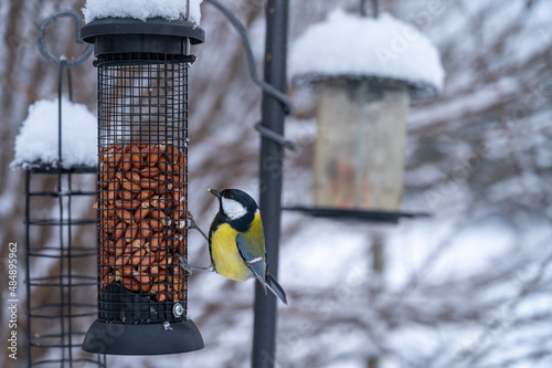 The great tit eating birdseeds in winter