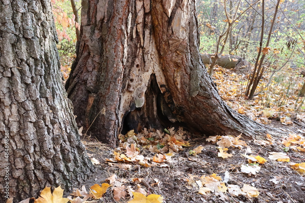  Entrance to the fairy world. Tree in the forest.