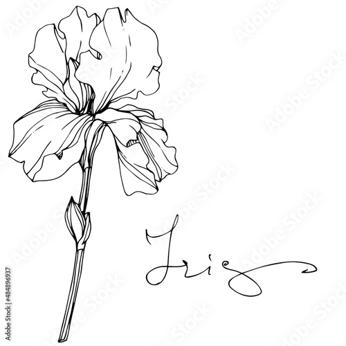 Vector Iris floral botanical flower. Black and white engraved ink art. Isolated iris illustration element.