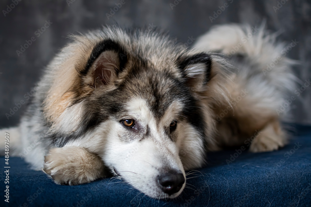 Sad Alaskan Malamute on a sofa. Depressed look in the eyes of a pretty dog. Fluffy hair, white adorable snout. Selective focus on the details, blurred background. Sad Alaskan Malamute on a sofa. Depressed look in the eyes of a pretty dog. Fluffy hair, white adorable snout. Selective focus on the details, blurred background.