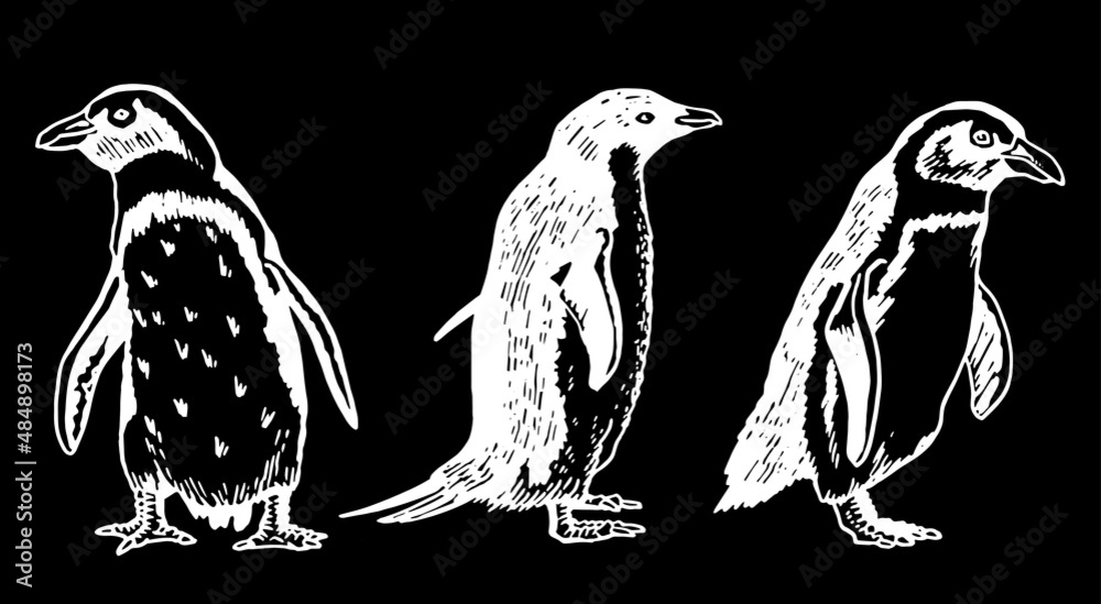 Graphical vector collection of penguins on black isolated , birds of Antarctica and the south coast of Africa