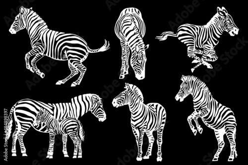 Vector collection of zebras on black  graphical elements of zebra. Abstract stripy animals