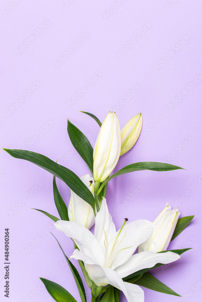 Beautiful lilies on a purple background, top view A postcard with white lilies on the background is very Peri.