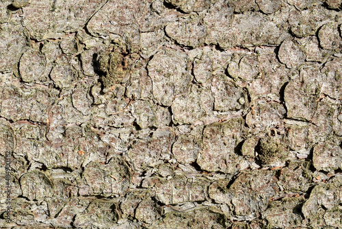 Wood texture background. Bark close-up. Natural wood background