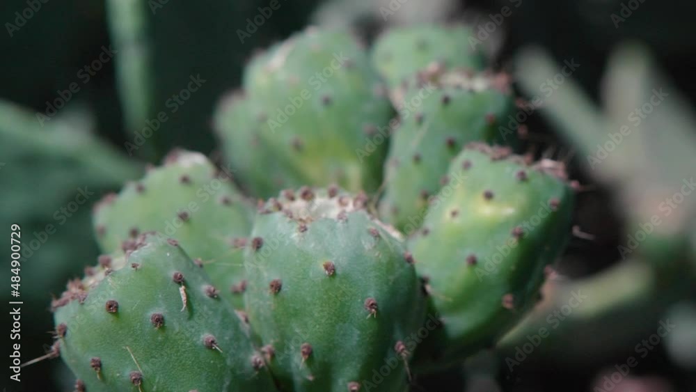 Close Up of green wild cactus plant with indian figs Slow Motion Detail Close Up of green wild cactus plant with indian figs Slow Motion Detail