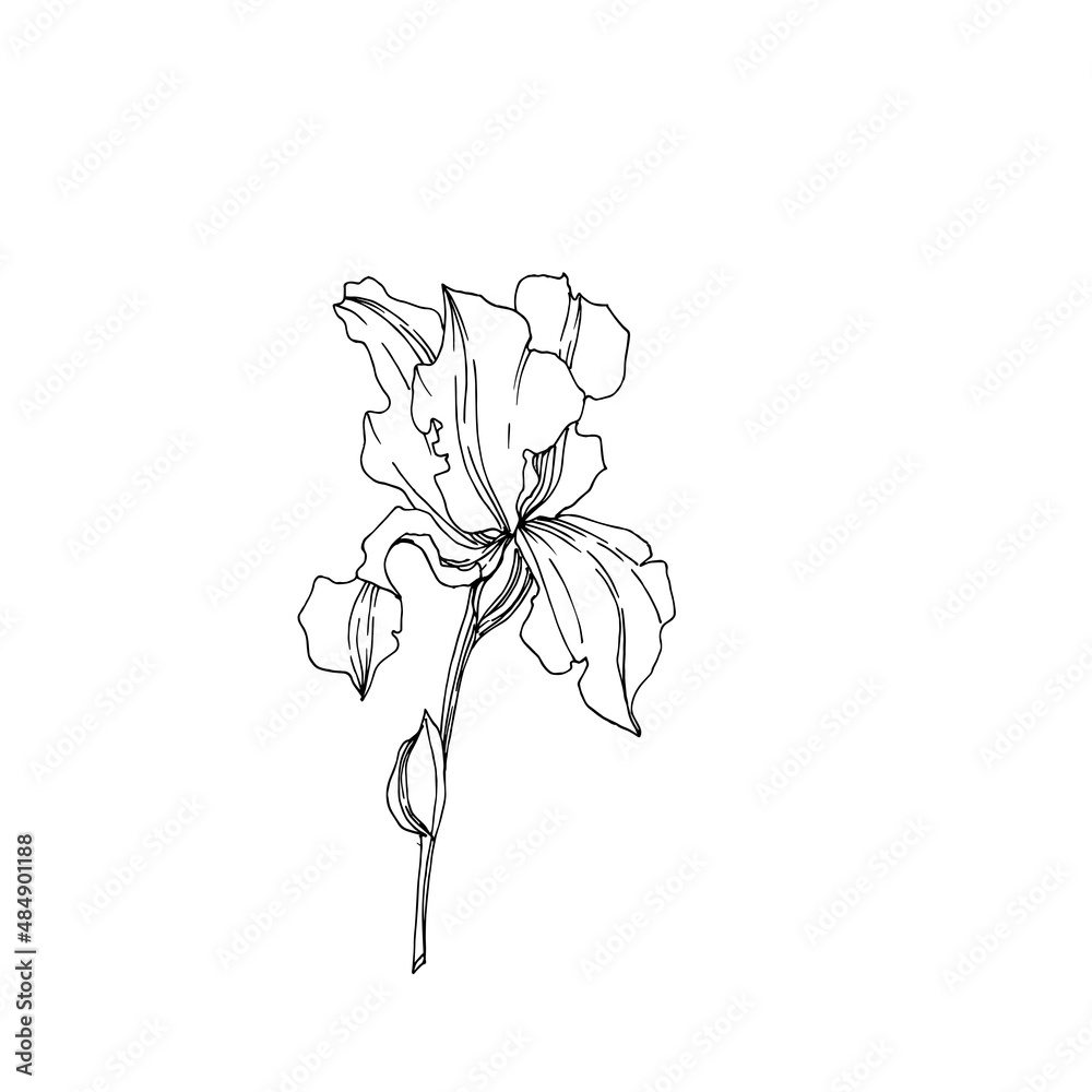 Obraz premium Vector Iris floral botanical flowers. Black and white engraved ink art. Isolated irises illustration element.