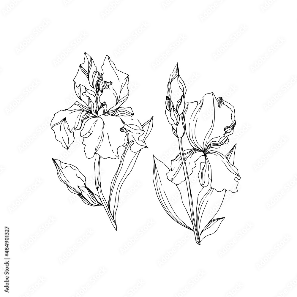 Obraz premium Vector Iris floral botanical flowers. Black and white engraved ink art. Isolated irises illustration element.