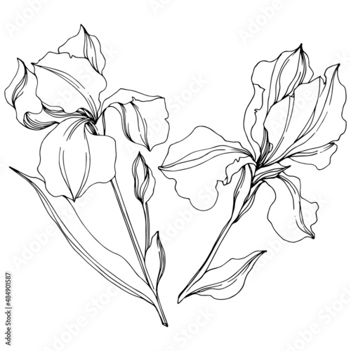 vector irises floral botanical flowers