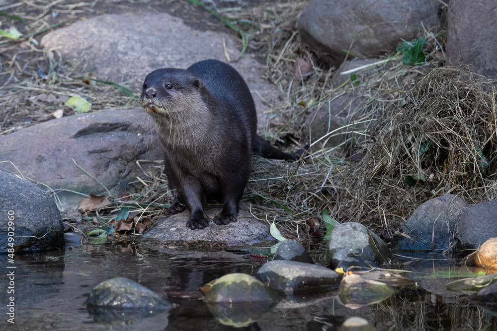 Asian small-clawed otter posing Asian small-clawed otter posing