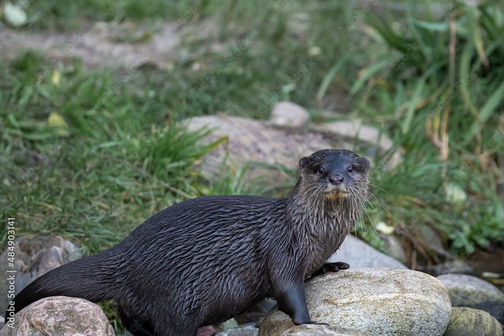 Asian small-clawed otter posing Asian small-clawed otter posing