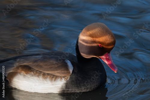 Canvas Print Closeup of a male red-crested pochard duck