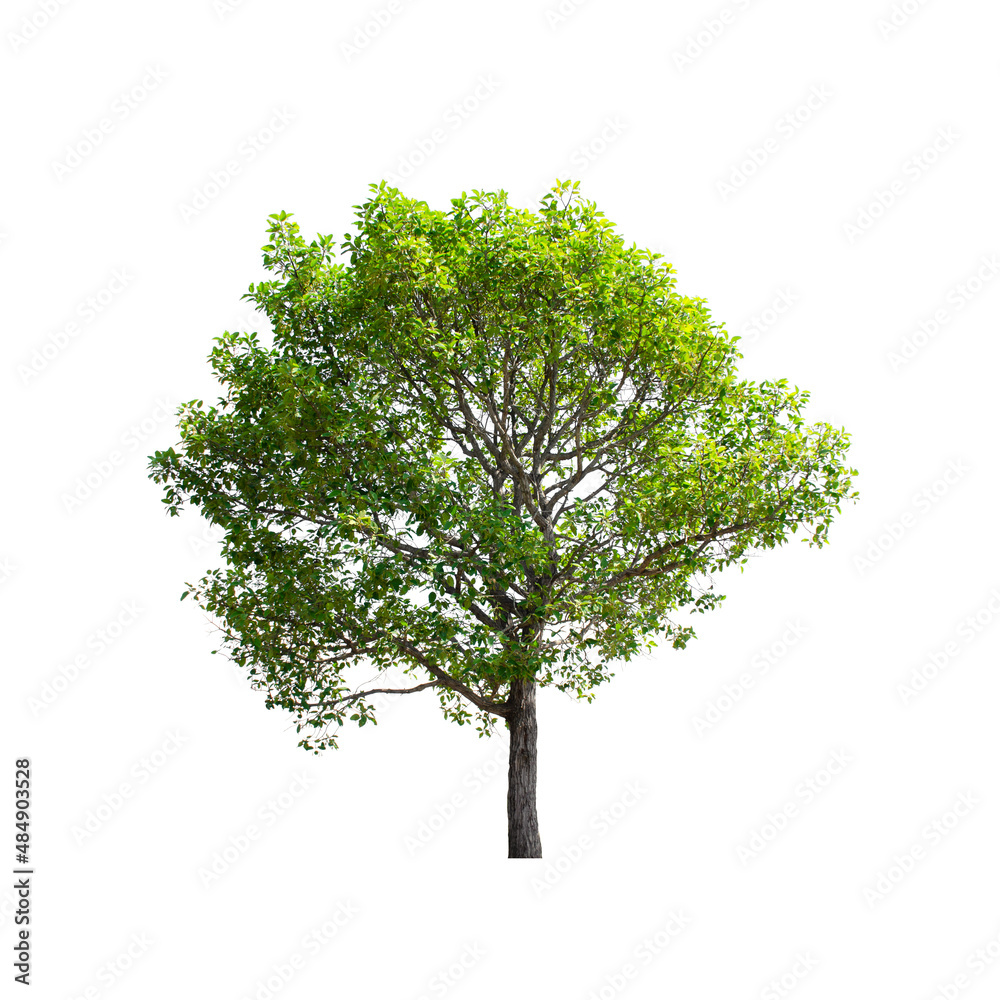 Obraz premium Tree isolated on white background.