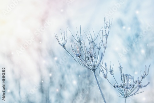 Dry frozen plant, winter nature scenery, winter background.
