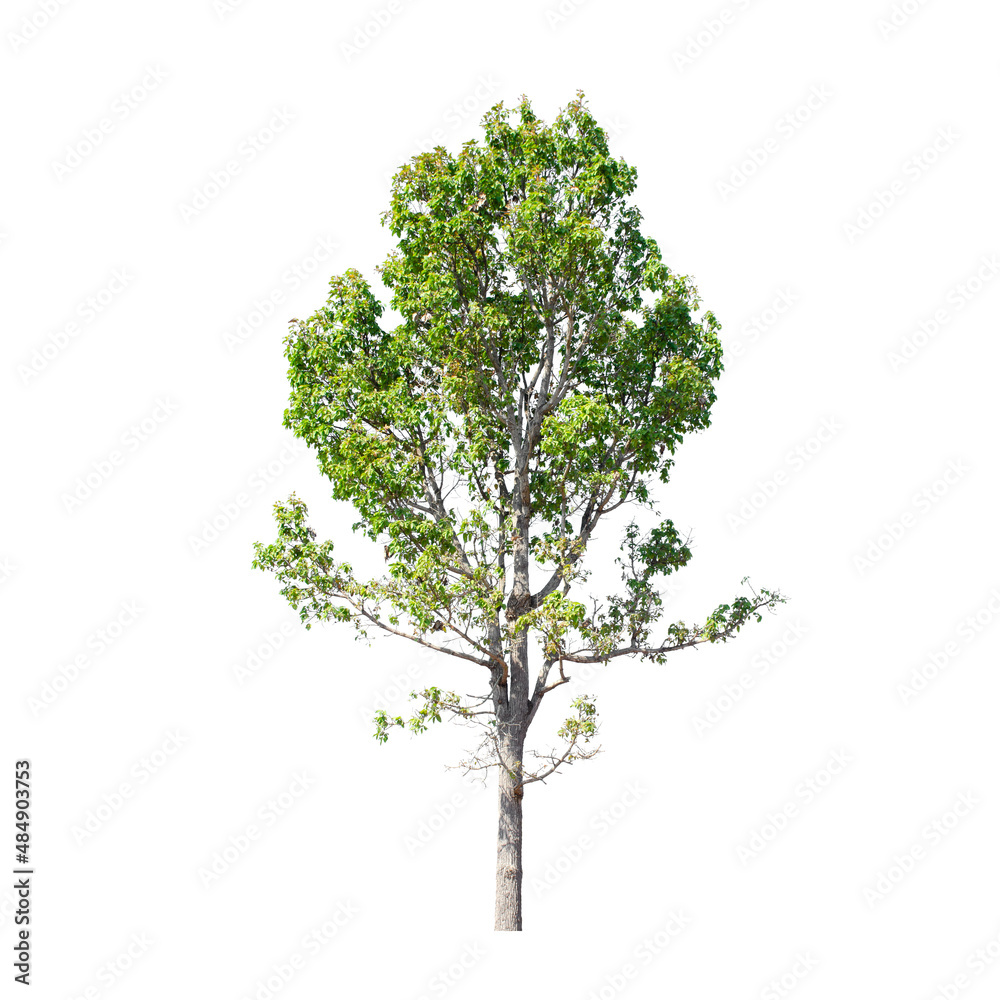 Obraz premium Tree isolated on white background.