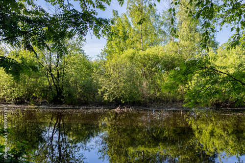 View of the pond through the trees