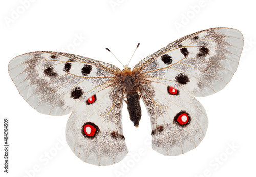 Photos Butterfly European Apollo (Parnassius apollo) isolated on white background