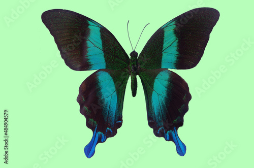 Tropical butterfly papilio blume (papilio blumei).Isolated on a gently green background. 