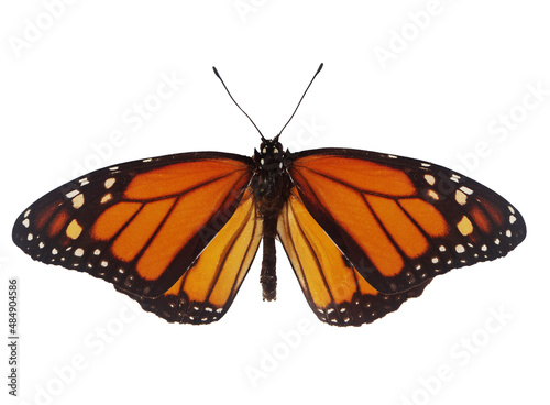 Monarch butterfly in natural position. Isolated on white.