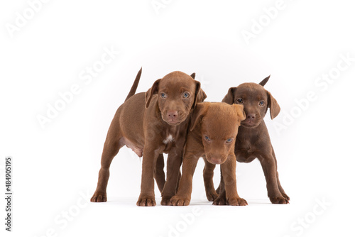 Three Patterdale terrier puppy on white Background