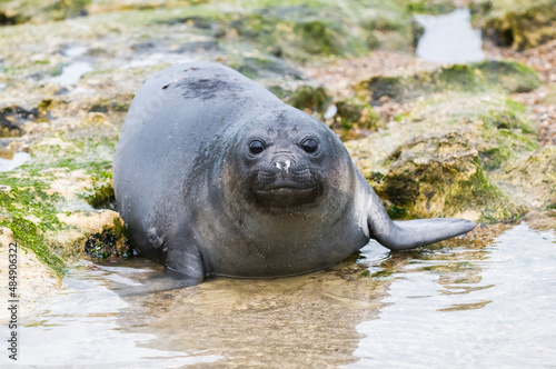 Elephant seal resting on the beach, Peninsula Valdes, Patagonia, Argentina.