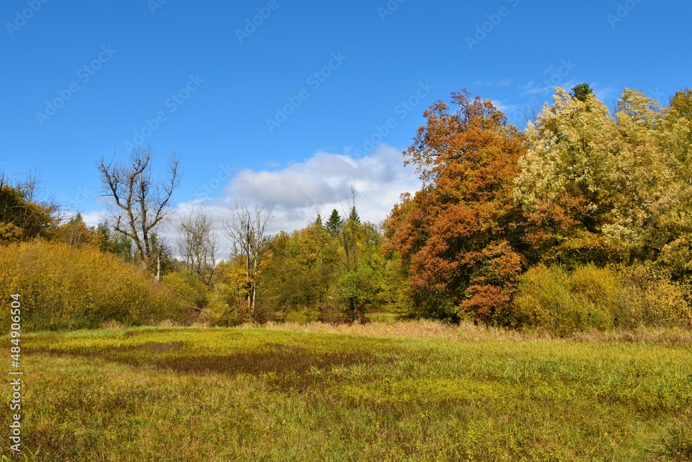 Marsh in Rakov Skocjan, Notranjska, Slovenia and a forest in colorful autumn foliage